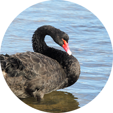 Rouwzwaan (Cygnus atratus)