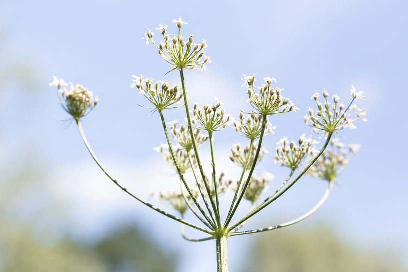Un sentiment de bonheur estival capturé dans une fleur blanche par Esther Maria