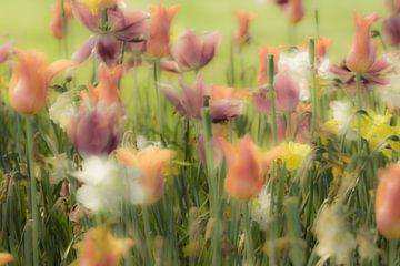 Tulpen von Dennis Van Den Elzen