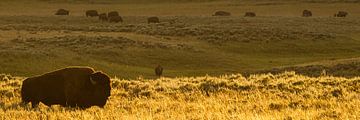 Bison landscape panorama by Kris Hermans