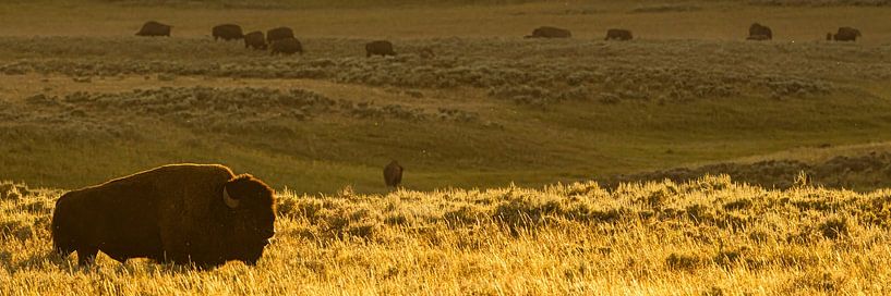 Bison-Landschaftspanorama von Kris Hermans