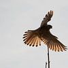 Kestrel sur Anne Ponsen