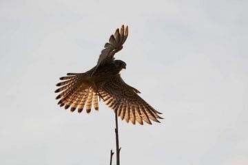 Landende Torenvalk (Falco tinnunculus) 3 van Anne Ponsen