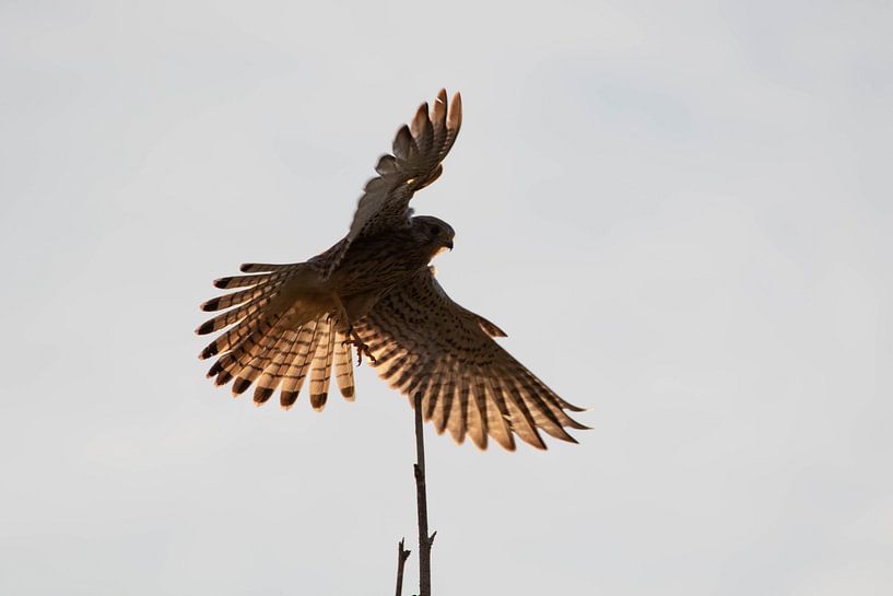 Kestrel by Anne Ponsen