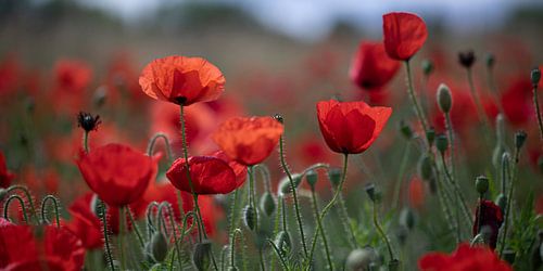 poppy field