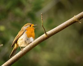 The Robin’s Serenade by Nature thru lens