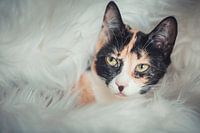 Kuschelzeit