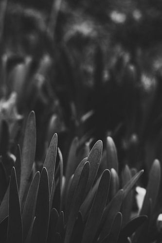 Black & White - Dark Nature