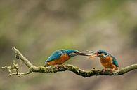 Eisvogel von Freddy Van den Buijs Miniaturansicht