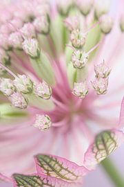 Spring feeling: Pastel-coloured Astrantia Major by Marjolijn van den Berg
