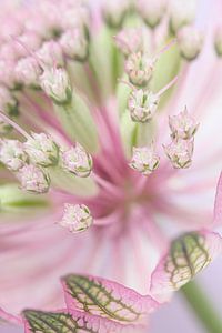 Lentegevoel: Pastelkleurig Zeeuws Knoopje (Astrantia Major) van Marjolijn van den Berg