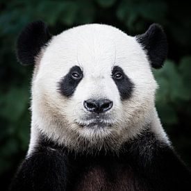 Reuzenpanda portret van Marc van Tilborg