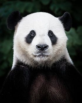 Reuzenpanda portret