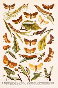 Natuurhistorische plaat met vlinders en rupsen van Studio Wunderkammer