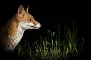 Fuchs auf der Jagd von Guido Rooseleer