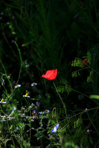 Mohnblume von Thomas Jäger