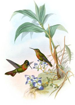 Banded Ruby, John Gould van Hummingbirds