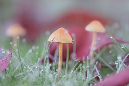Mushroom in dew