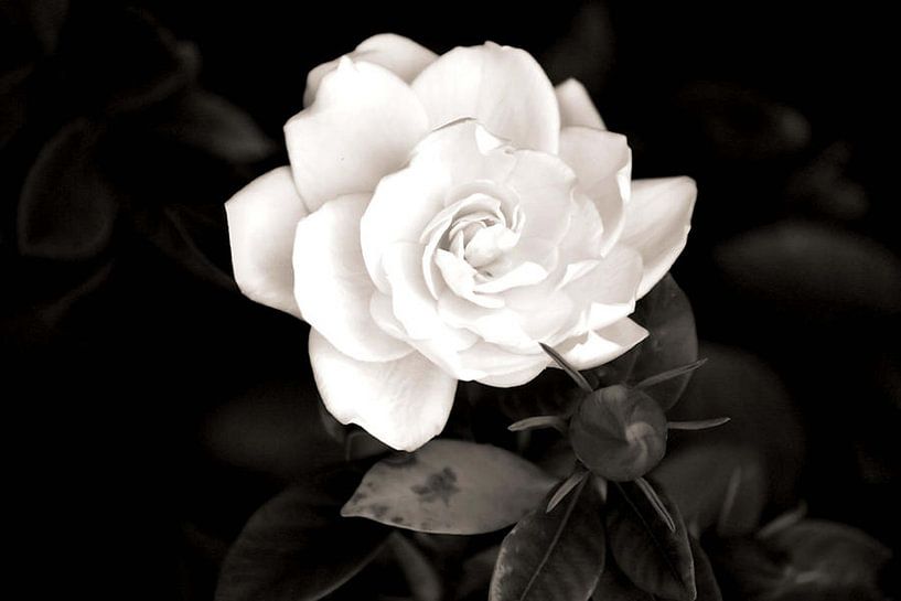 Die Gardenie von erikaktus gurun