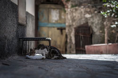 Poes drinkt uit waterbak in dorp in italie sicilie fotoposter of  wanddecoratie van Edwin Hunter