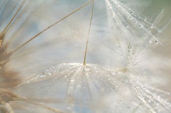 Winzige Wassertropfen auf Löwenzahnflaum