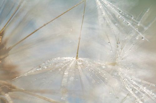Kleine waterdruppels op paardenbloem pluisjes