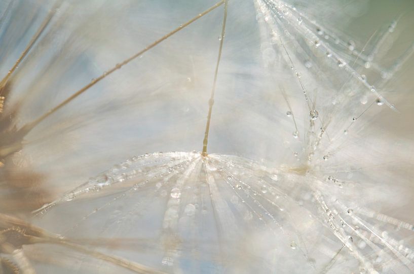Tiny drops of water on dandelion fluff by Nanda Bussers