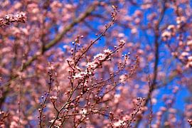 Spring awakening by Thomas Jäger
