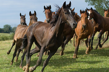 Wild and Free -1