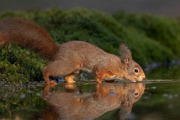 Eichhörnchen trinkt Wasser.