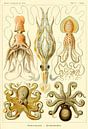 Gamochoniae - Ernst Haeckel von Het Archief Miniaturansicht