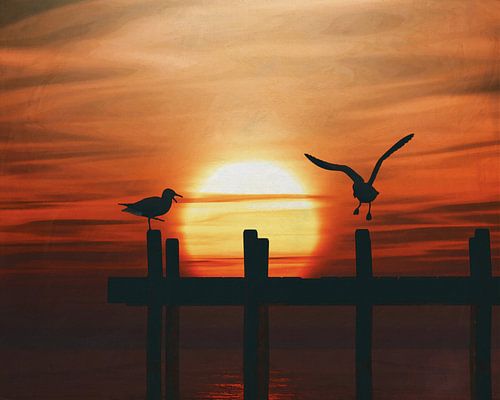Meeuwen bij zonsondergang 5