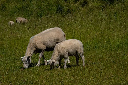 Moutons