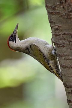 Green Woodpecker ( Picus viridis ), climbing up a tree trunk van wunderbare Erde