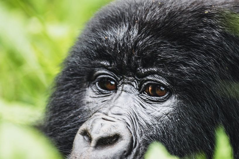 Between fog and bamboo - The gorillas of the Virunga Mountains by Rick Massar