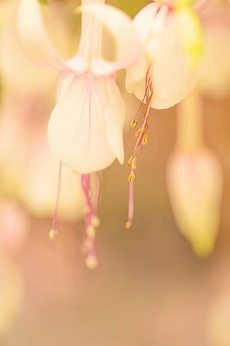 Fuchsia dans des tons doux
