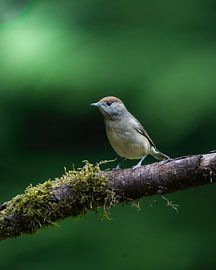 Blackcap by Tom Zwerver