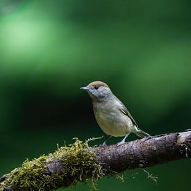 Zwartkop van Tom Zwerver