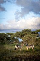 Deux zèbres, sud du Serengeti