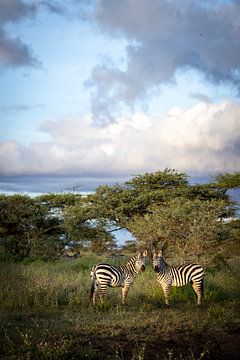 Twee zebra's, Zuid Serengeti van Stories by Dymph