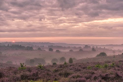 Landschap (Posbank) in de mist