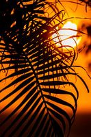 Palm blad in ondergaande zon