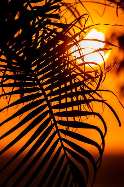 Palm blad in ondergaande zon von Niels van Fessem