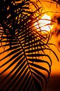 Palm blad in ondergaande zon von Niels van Fessem Miniaturansicht