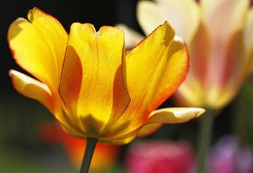 Pastellfarbene Tulpen Teil 2 (von 2) von Gerda de Voogd
