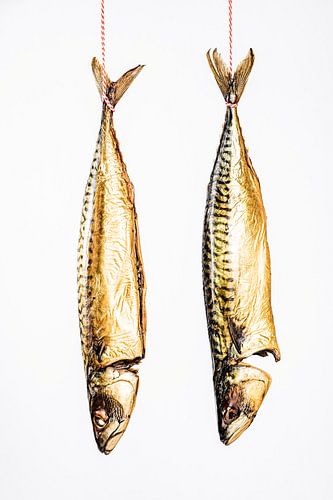 twee hangende makrelen tegen een witte achtergrond