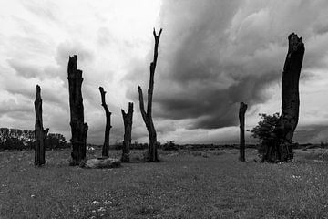 Woodhenge, 1400 tot 1700 jaar oude bomen, die deel uit maken  van een monument van Kim Willems