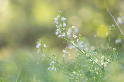Het lente gevoel in het droomlicht.