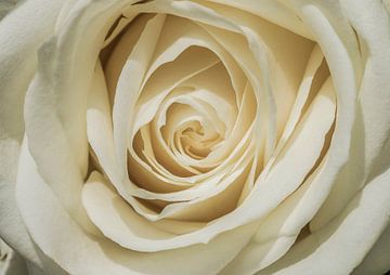Weiße Rose in Nahaufnahme von Gert Hilbink