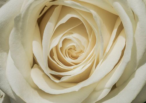 White Rose in close-up